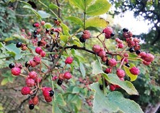 ZANTHOXYLUM GIRALDII, Sechuan Pepper, rare herb, aromatic, 8-10cm tall