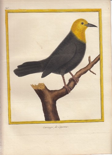 Hand colored martinet histoire - hand,