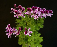 Pelargonium crispum. Lemon