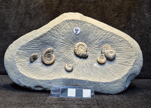 Calcite ammonites - calcite,