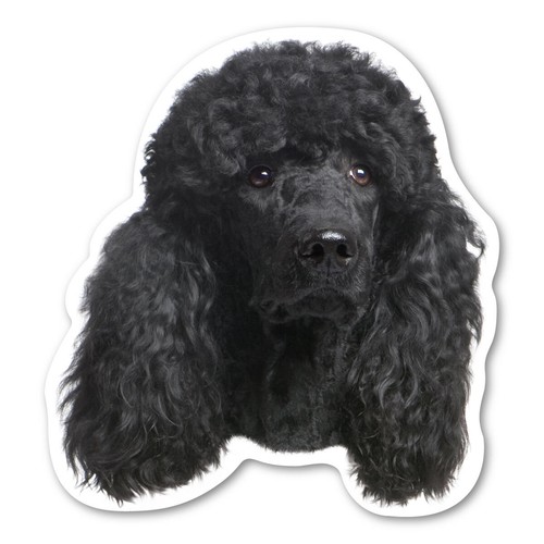 Poodle magnet - poodle,