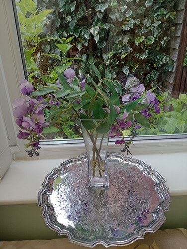 Fabulous purple wisteria - , in