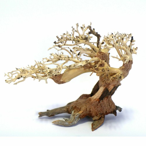 Bonsai tree romantic hand - tree,