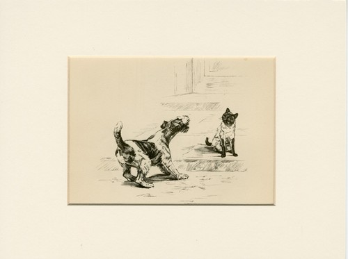 Wire fox terrier siamese cat - &,