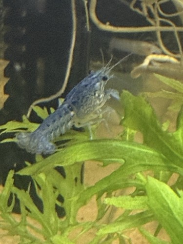 Live blue freshwater aquarium - freshwater,