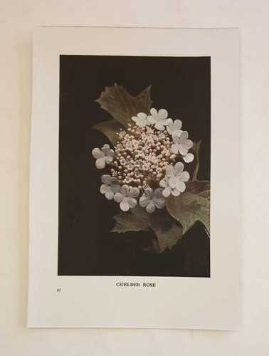 Corke guelder rose 1914 - corke, (c.1914