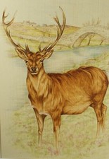 Original watercolour, 'Study of a Stag', Circa 1980's, Artist Unknown