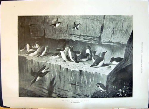 Old print 1897 - old, guillemots