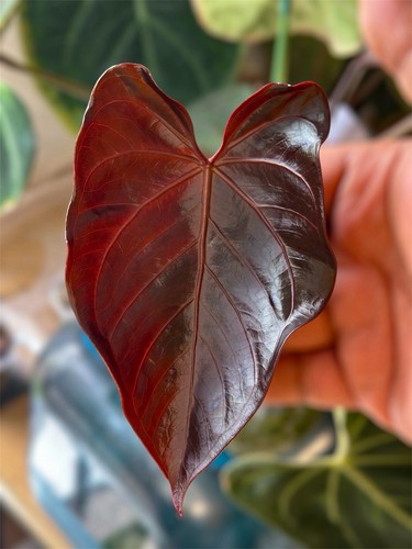 Anthurium obsidian butterfly - butterfly, x