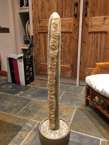 Fresh cactus seed - seed, x5