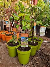 1x 5ltr Pear Tree 4ft tall . Premium Quality 