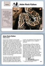 Asian Rock Python #39.11 -