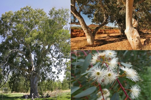 Eucalyptus camaldulensis red - eucalyptus,