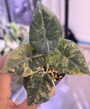 Rare Alocasia Maharani Golden