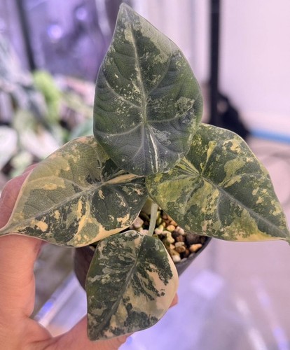 Rare alocasia maharani golden - rare,