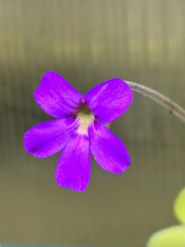 Pinguicula agnata long leaf - long,