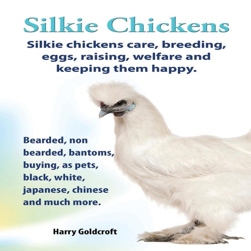 Silkie chickens - ., chickens.