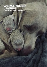 Weimaraner A3 2026 Calendar