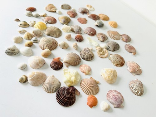Mixed scallop clam shells - mixed,