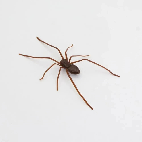 Realistic spider magnet for - realistic,