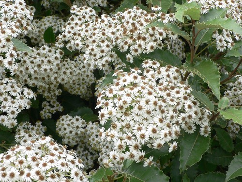 Olearia macrodonta daisy bush - macrodonta,
