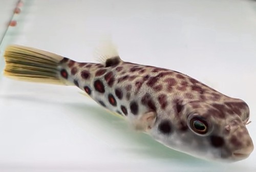 Live tropical fish pure - fish~pure, breed