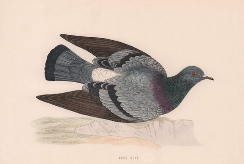Rock dove morris british - dove., morris's
