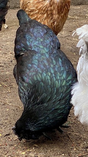 Bym chicken hatching - 12,