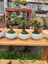 Japanese Satsuki Azalea Bonsai