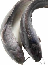 FRESH CATFISH  - 2 Whole Fresh