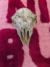 Real Ewe Sheep Skull Noes