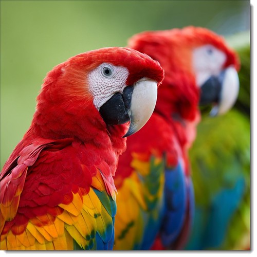 Doodlecards bird birthday card - doodlecards,