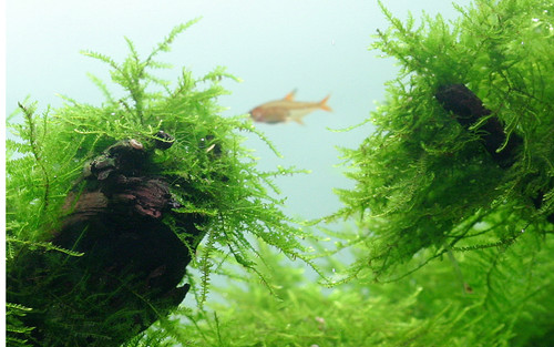 Java moss for - for, aquarium