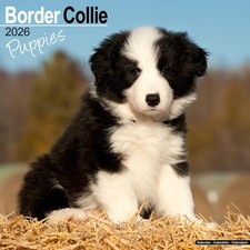 Border Collie Puppies 2026 Calendar  Square Wall Calendar  Dog Breed Gift  Plast