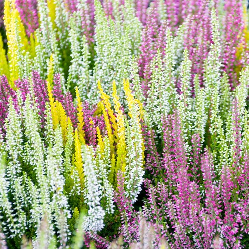 Heather collection evergreen - heather,