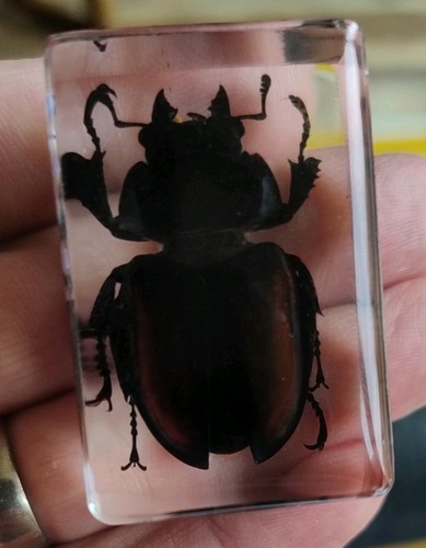 Real stag beetle bug insect - real,