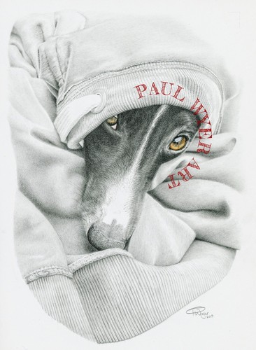 Whippet sighthound dog fine - sighthound,