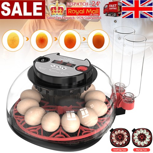 Automatic digital eggs - digital, 12