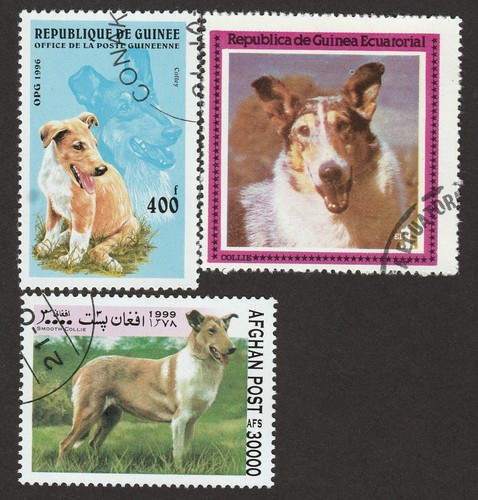 Smooth collie int l dog - collie,