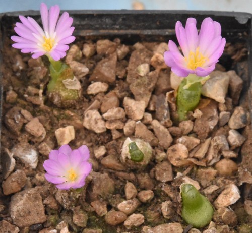 Conophytum achabense 1600 - achabense, sb