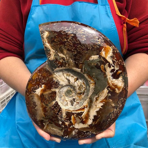 12lb natural horn - horn, screw