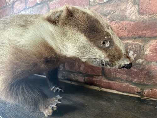 Vintage taxidermy french - taxidermy,