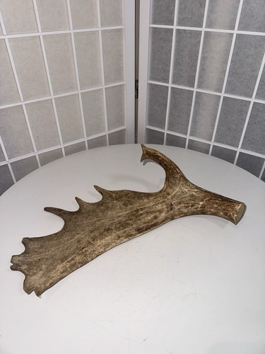 Vintage animal antler deer - animal,