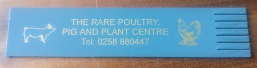 Rare poultry pig - poultry,