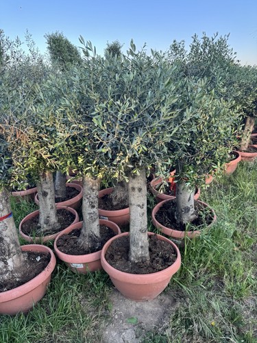 Large olive trees 200cm - olive, height