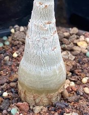 5.2cm Rare Plant SucculentLive Cyphostemma bainesii WYSIWYG seedgrown Garden