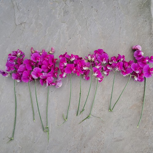 Sweet pea pink perennial - pink,