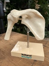 Vintage Medical Anatomical