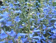 Penstemon electric blue - electric,
