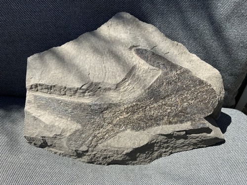 Large partial fossil fish - fossil,